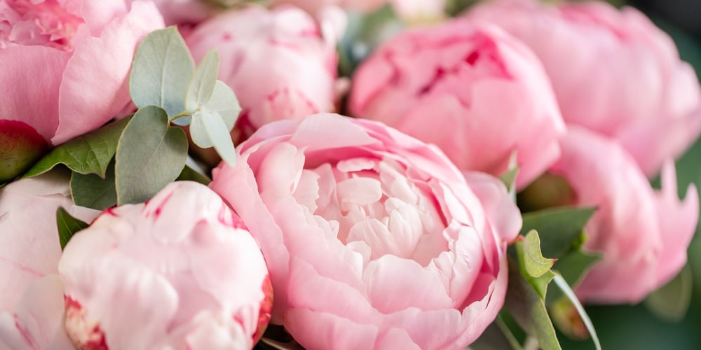 grow peonies in georgia