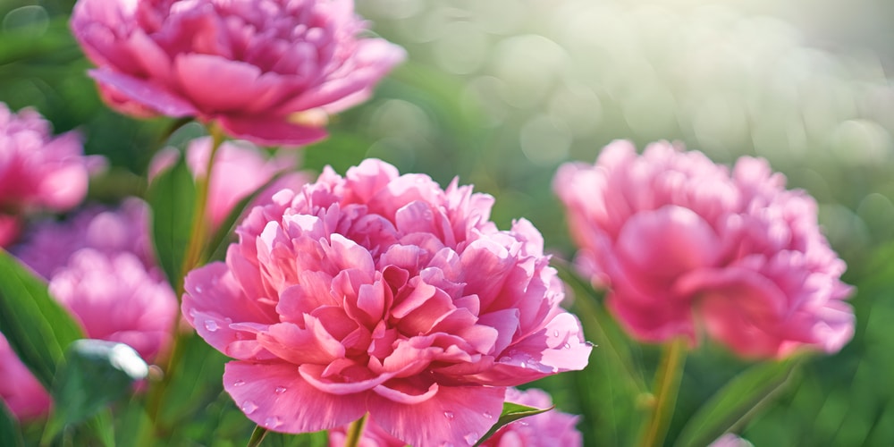 Do Peonies Grow In Florida