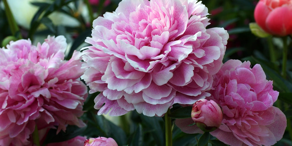 Best Time to Plant Peonies