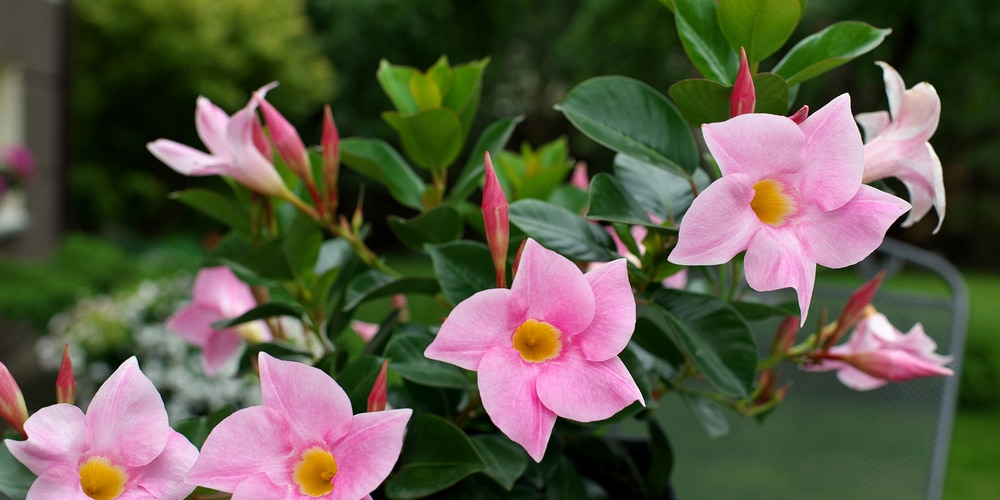 Pink Mandevilla Care