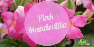 Pink Mandevilla Guide