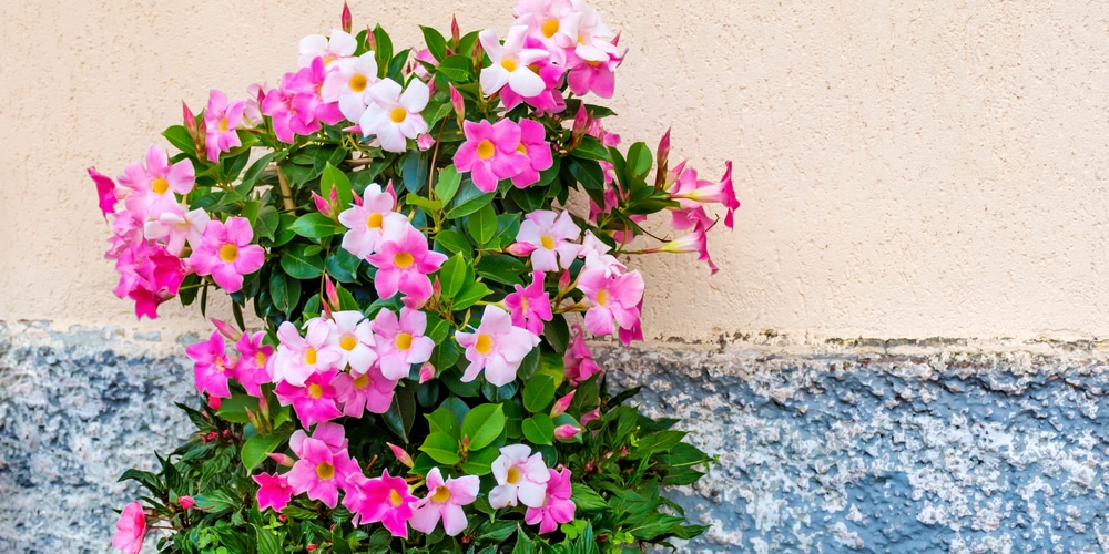 Pink Mandevilla