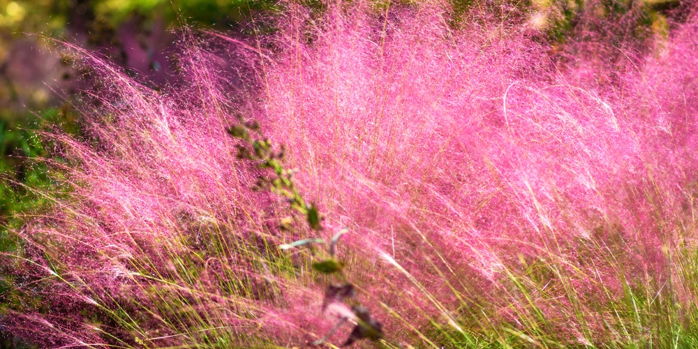 is pink muhly grass invasive