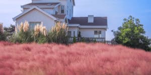 is pink muhly grass invasive