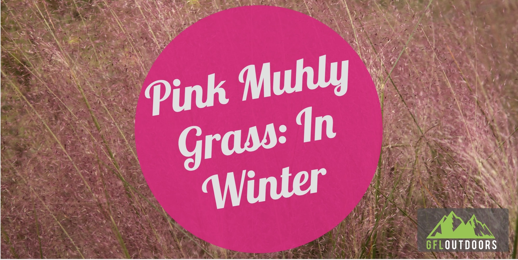A Guide to Pink Muhly Grass in Winter GFL Outdoors
