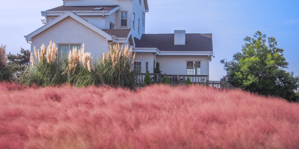 Pink Muhly Grass in Winter