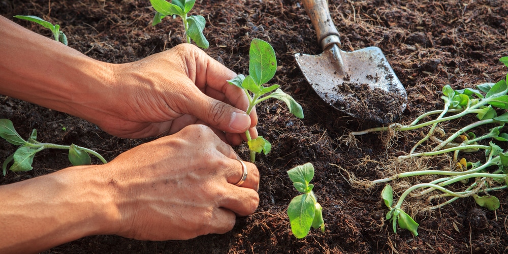 when to plant sunflowers in mississippi