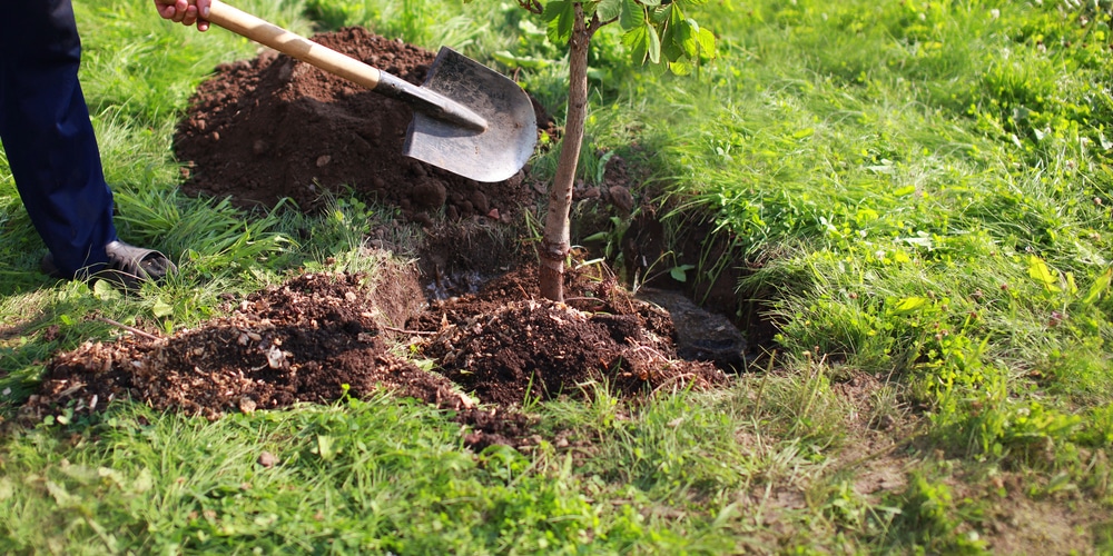 Can you plant trees in potting soil?