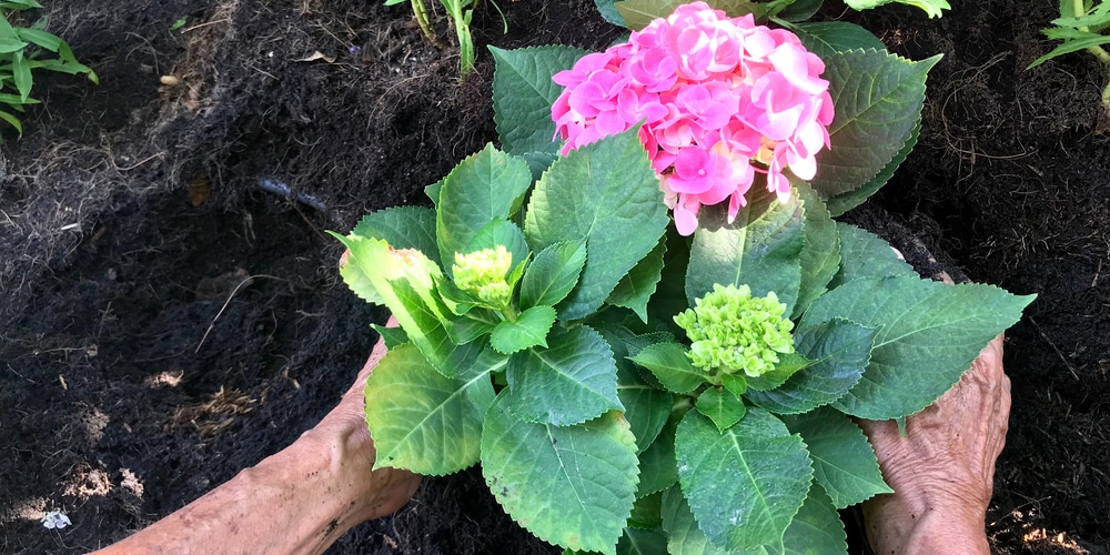 fall hydrangea