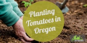 Planting Tomatoes in Oregon