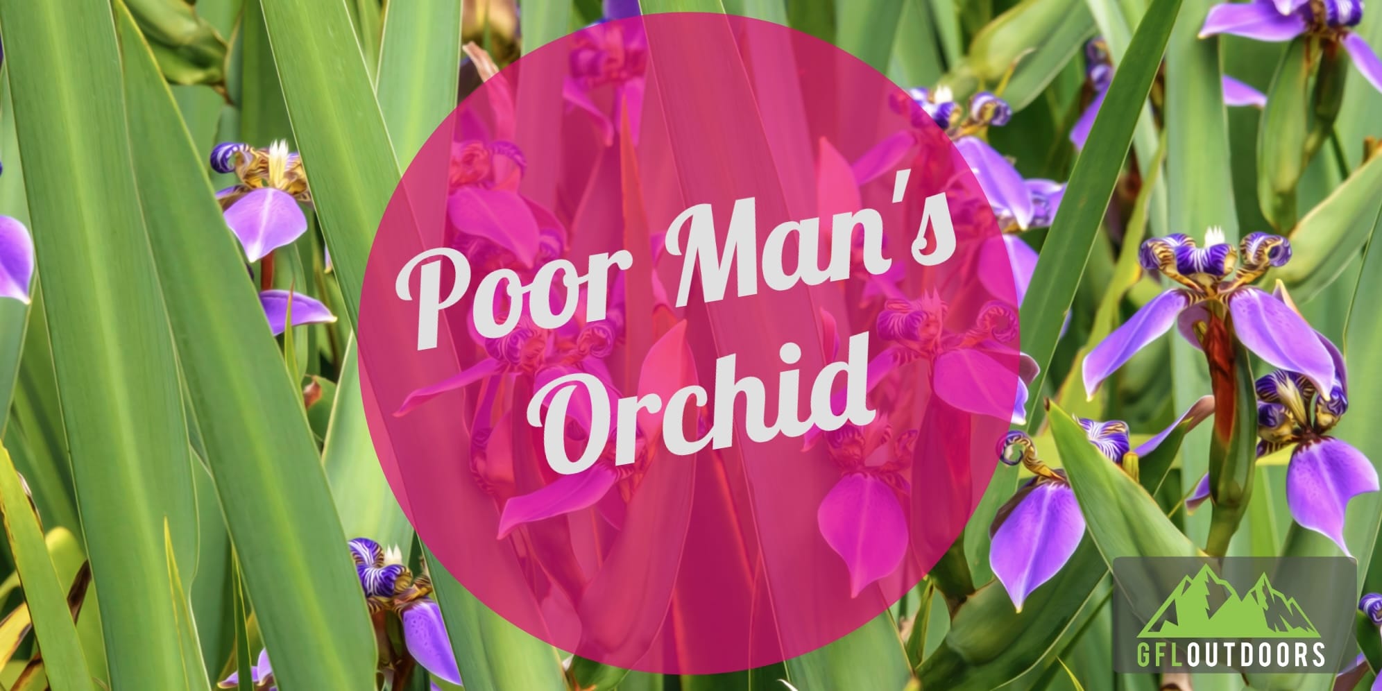 Poor Mans Orchid: Growth and Care - GFL Outdoors