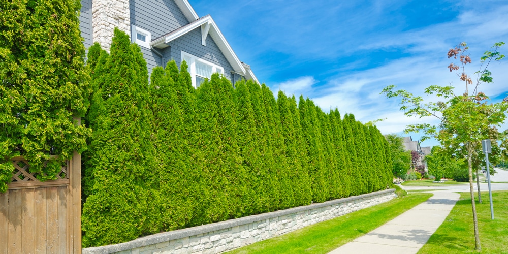Privacy Hedge is a Cheap way to block neighbors view