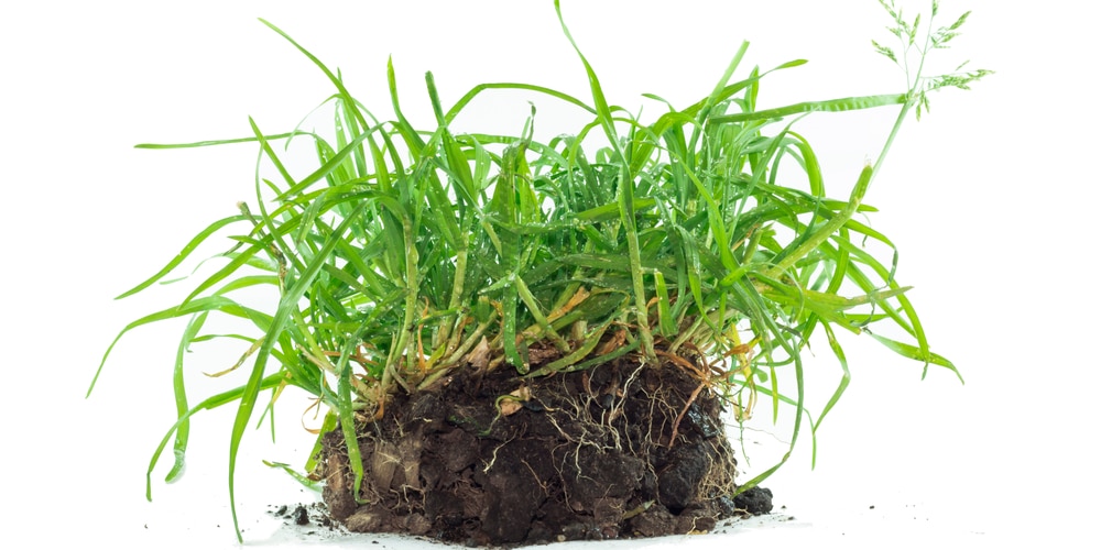 Crabgrass VS Quackgrass