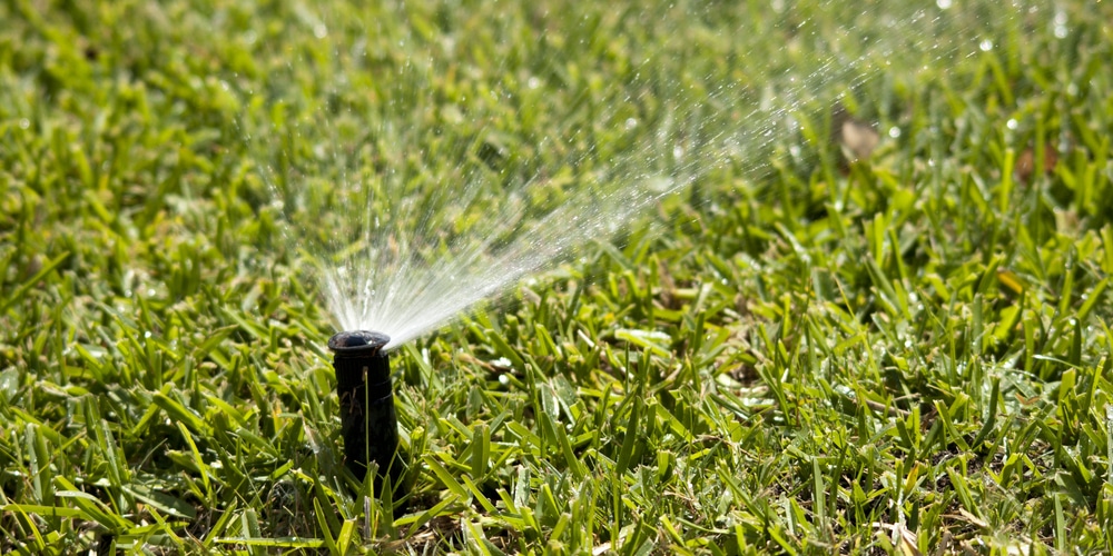 Does Watering Grass in the Sun Burn it?