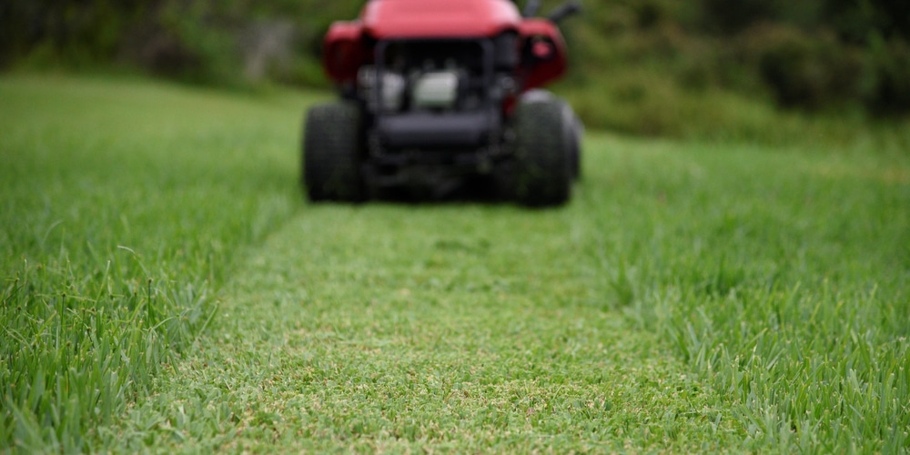 st augustine grass curling