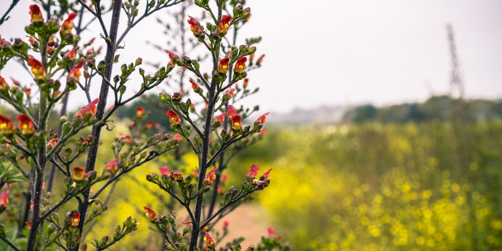 California Bee Plant