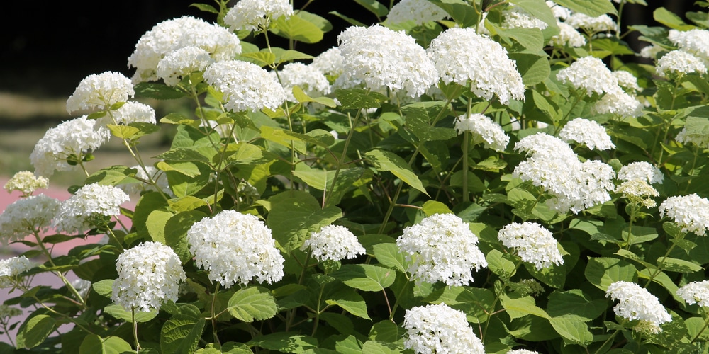 hydrangeas in zone 10