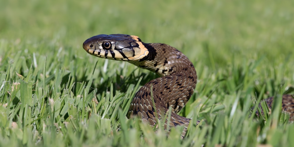 does pine straw attract snakes