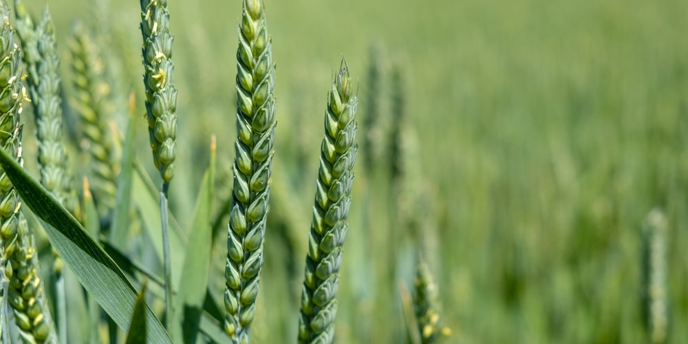 hay vs wheat