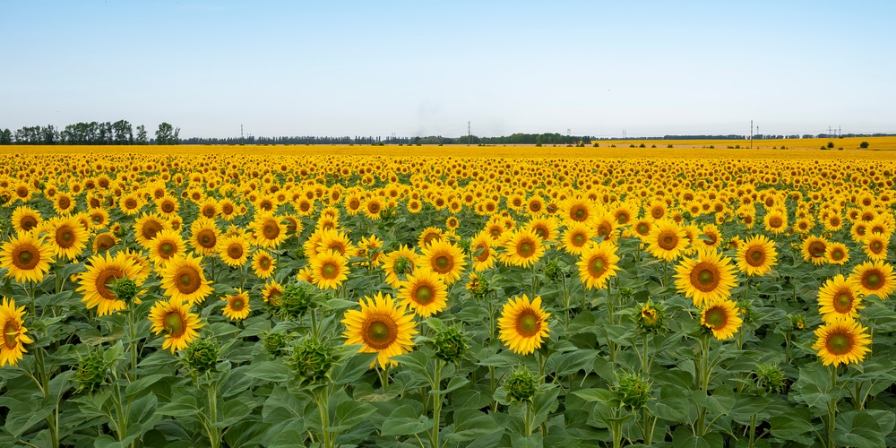 when to plant sunflowers in Missouri