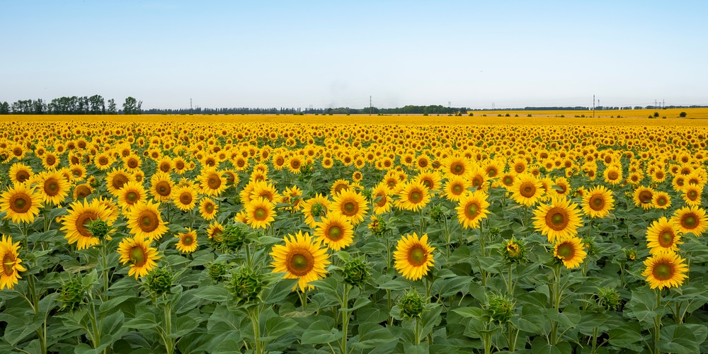 When to transplant sunflower seedlings