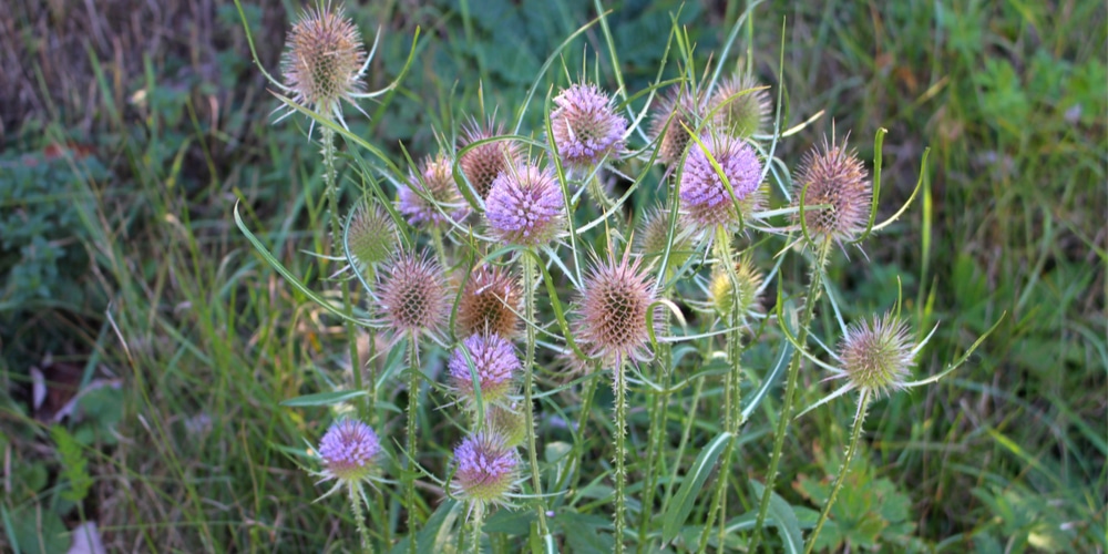 When to grow teasel plug plants