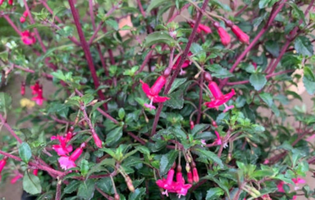 Thyme leaved fuchsia