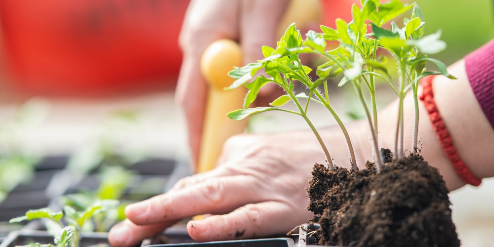 How Deep To Plant Tomato Seedlings