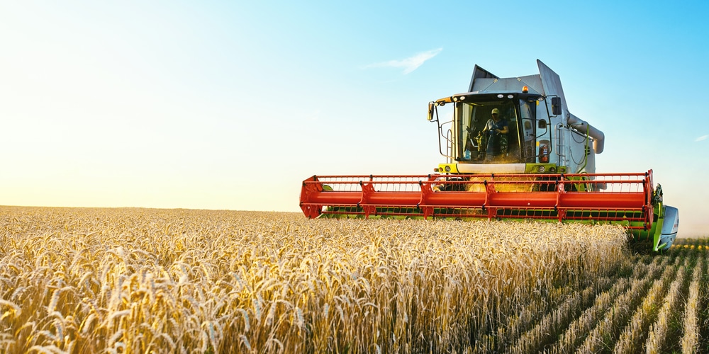 When is winter wheat harvested
