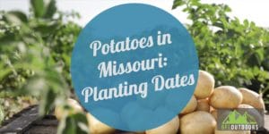 When Should You Plant Potatoes in Missouri