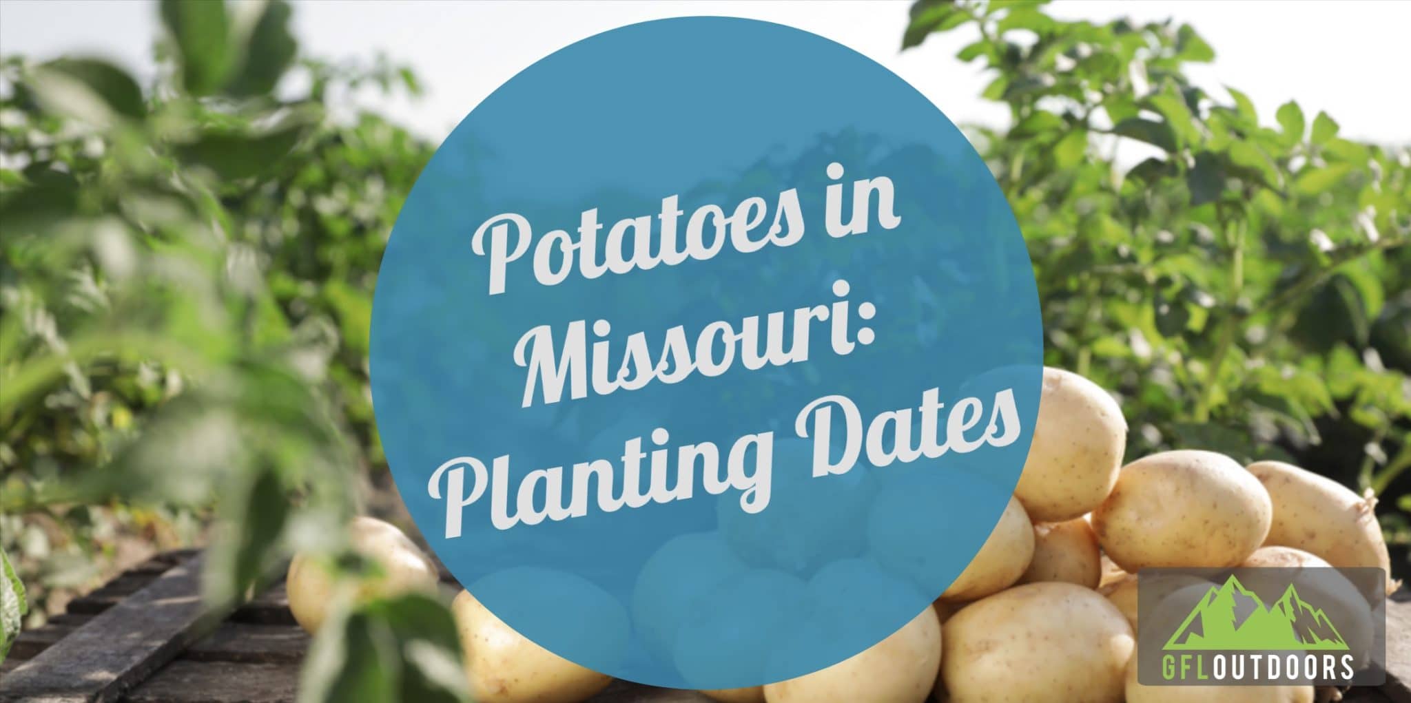 When to Plant Potatoes in Missouri A Full Guide GFL Outdoors