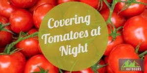 When to Cover Tomatoes at Night