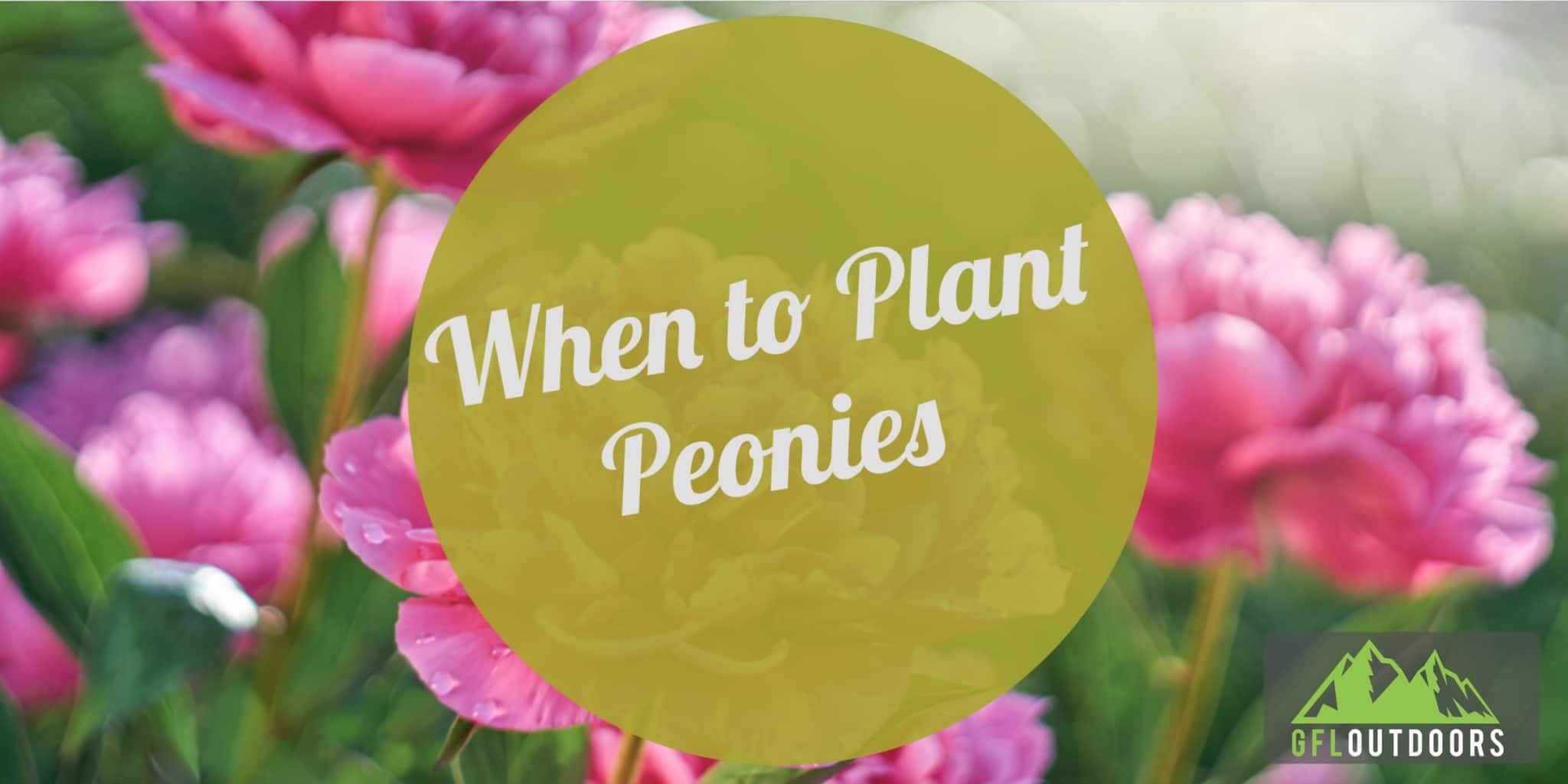 When to Plant Peonies? (Find Out Now!) GFL Outdoors