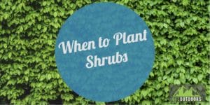 When to Plant Shrubs