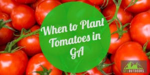 When to Plant Tomatoes in GA