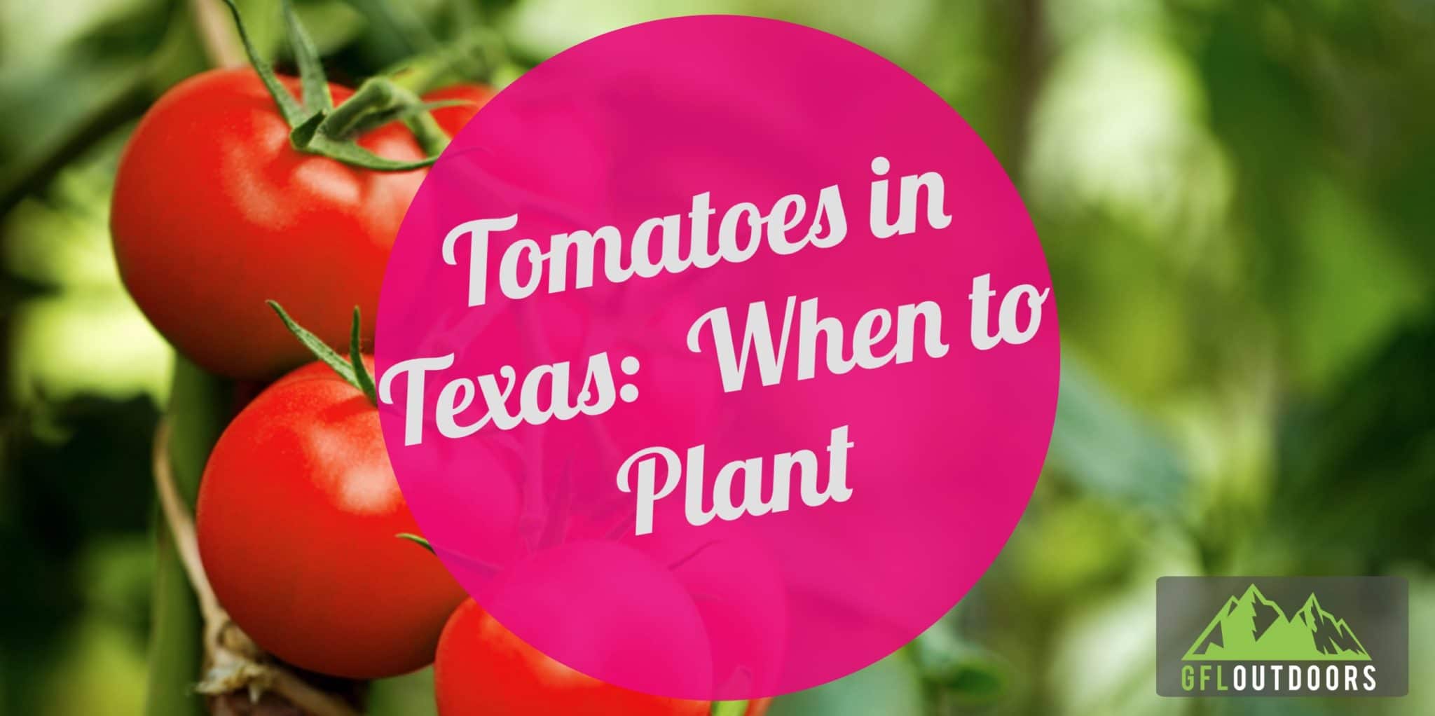 Growing Tomatoes When To Plant Tomatoes In Texas GFL Outdoors