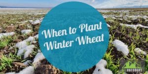 When to Plant Winter Wheat in MN