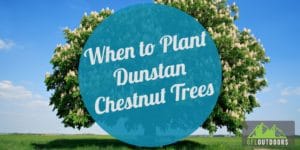 When to Plant a Dunstan Chestnut Tree