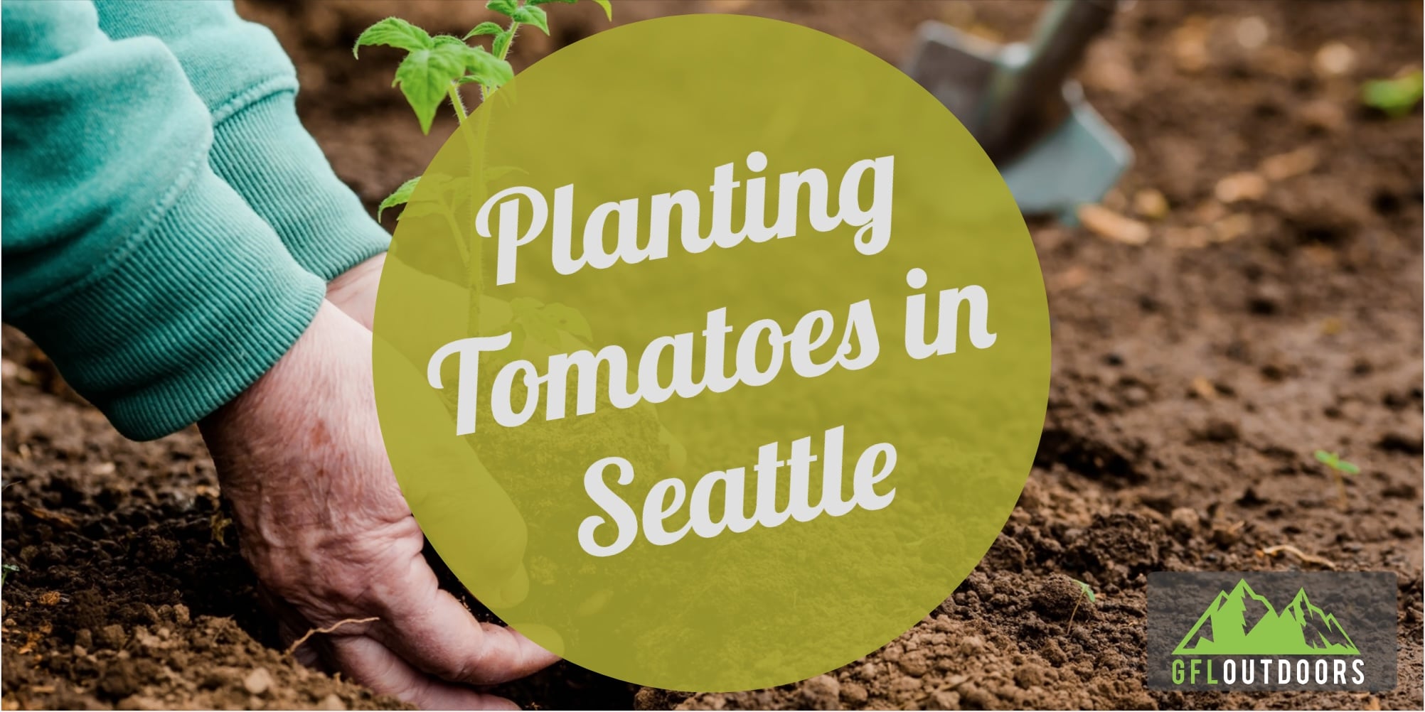 When to Plant Tomatoes in Seattle (Dates + Care) GFL Outdoors