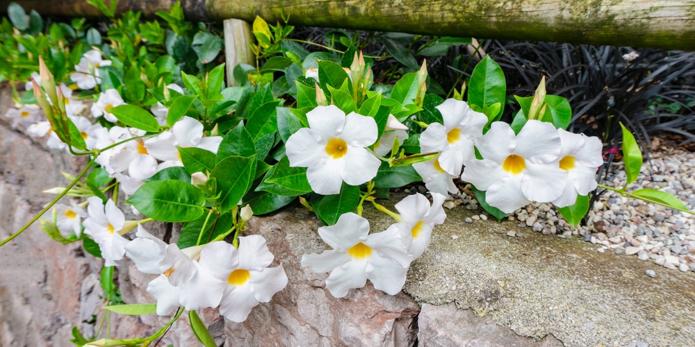 White Mandevilla Care