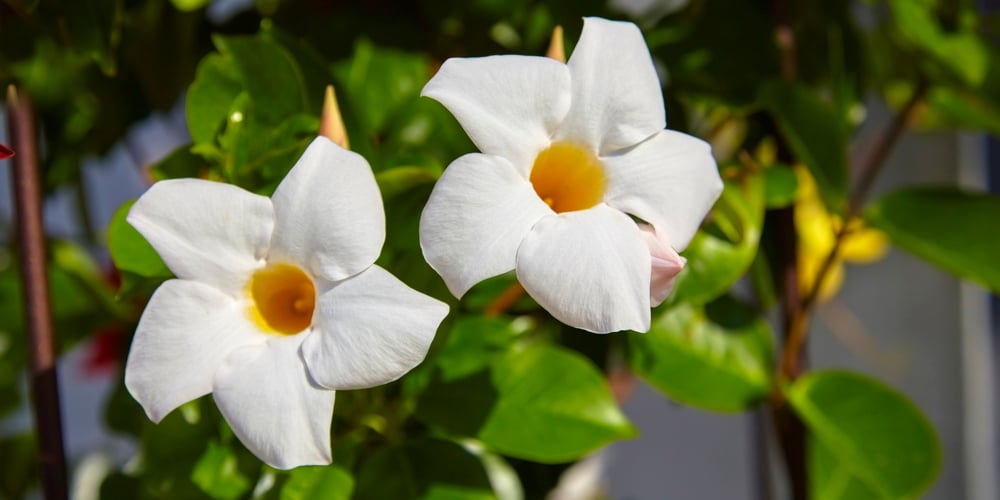 White Mandevilla Propagation