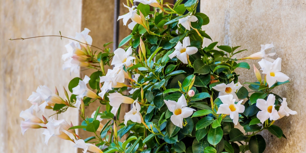 White Mandevilla