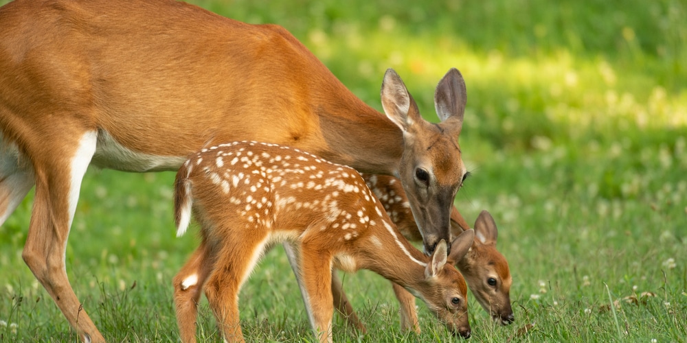 The Best Grass to Plant for Deer
