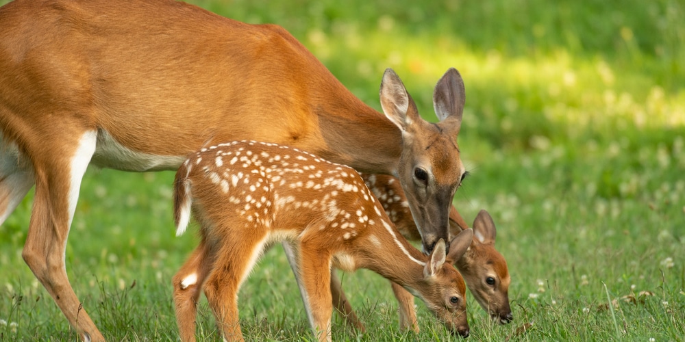 radishes vs turnips for deer