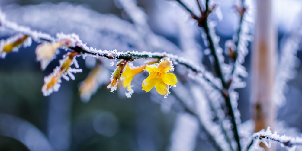 Winter Jasmine