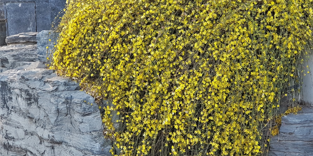 Winter Jasmine Care