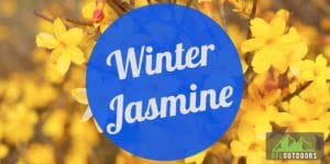 Winter Jasmine Guide