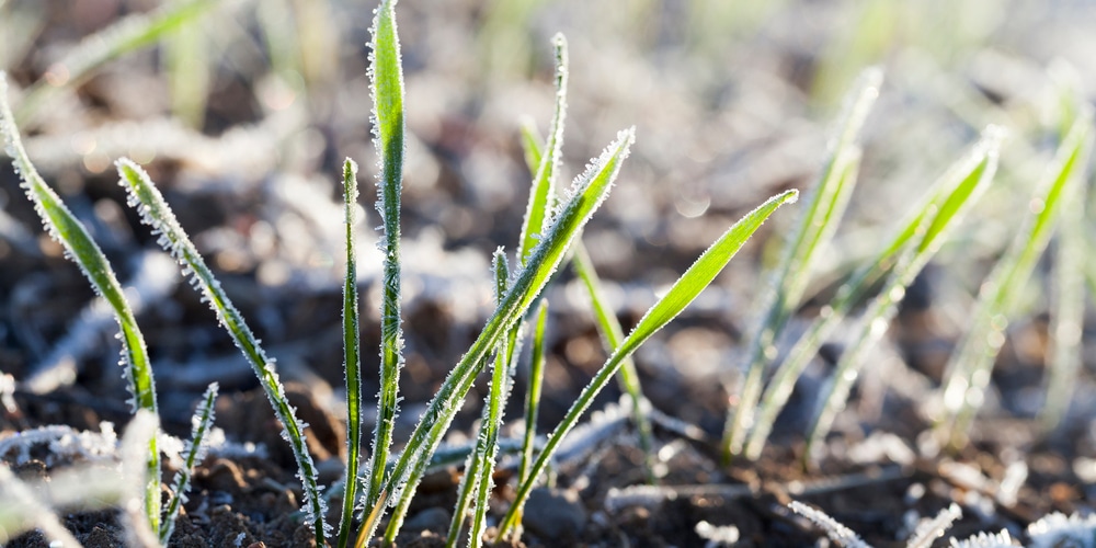 When to Plant Winter Wheat for Deer