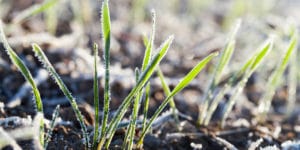 When to Plant Winter Wheat in MO