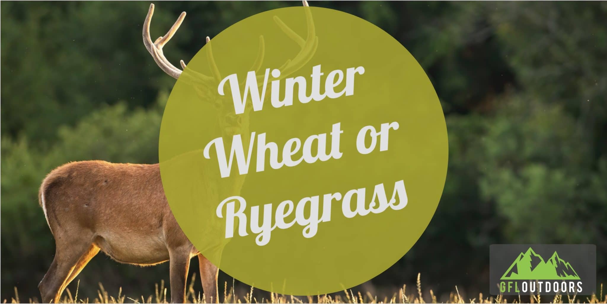 Winter Wheat or Rye for Deer (All You Need to Know) GFL Outdoors